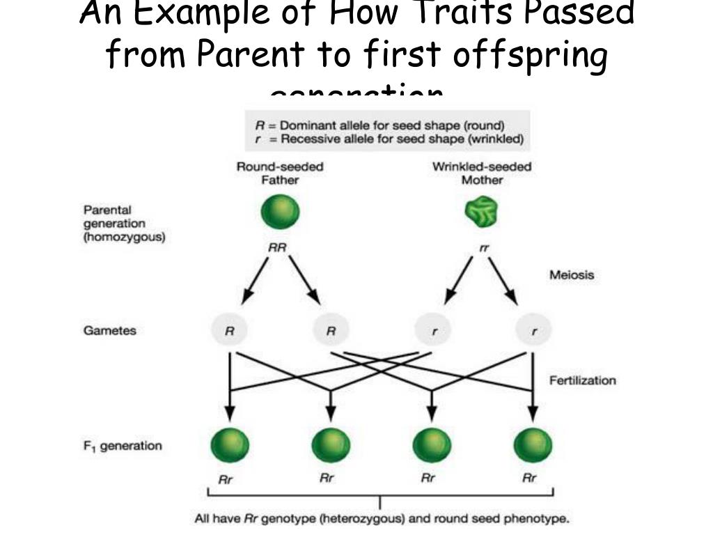 PPT 5.4 Inheritance PowerPoint Presentation, free download ID4932423