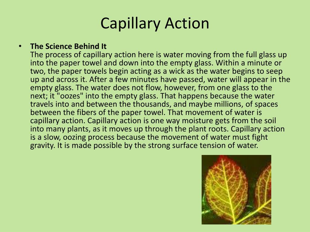 PPT Plant Cells Observation PowerPoint Presentation, free download