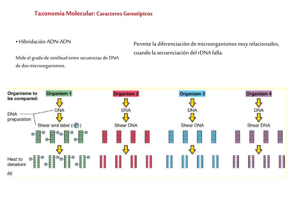 PPT ¿Qué es la taxonomía? PowerPoint Presentation, free download ID