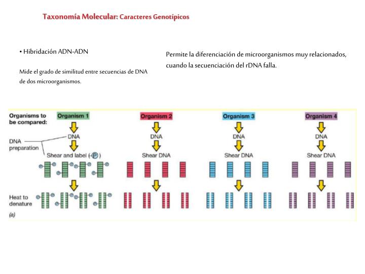 PPT ¿Qué es la taxonomía? PowerPoint Presentation ID4932873