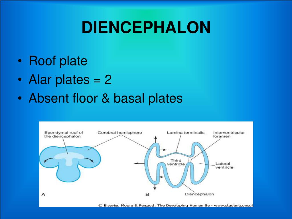 PPT DEVELOPMENT OF PROSENCEPHALON PowerPoint Presentation, free
