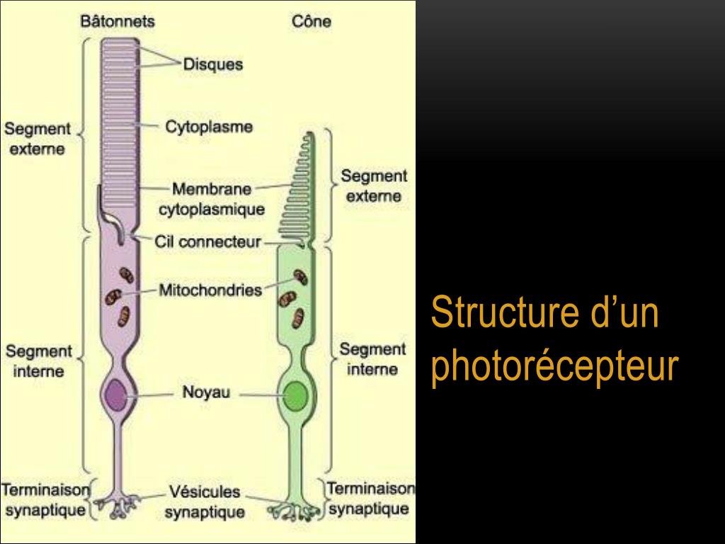 PPT La vision est un sens très sollicité dans l’espèce