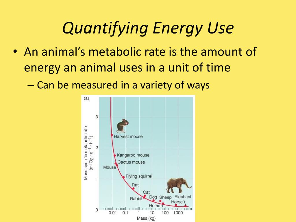PPT Chapter 40 Basic Principles of Animal Form and Function