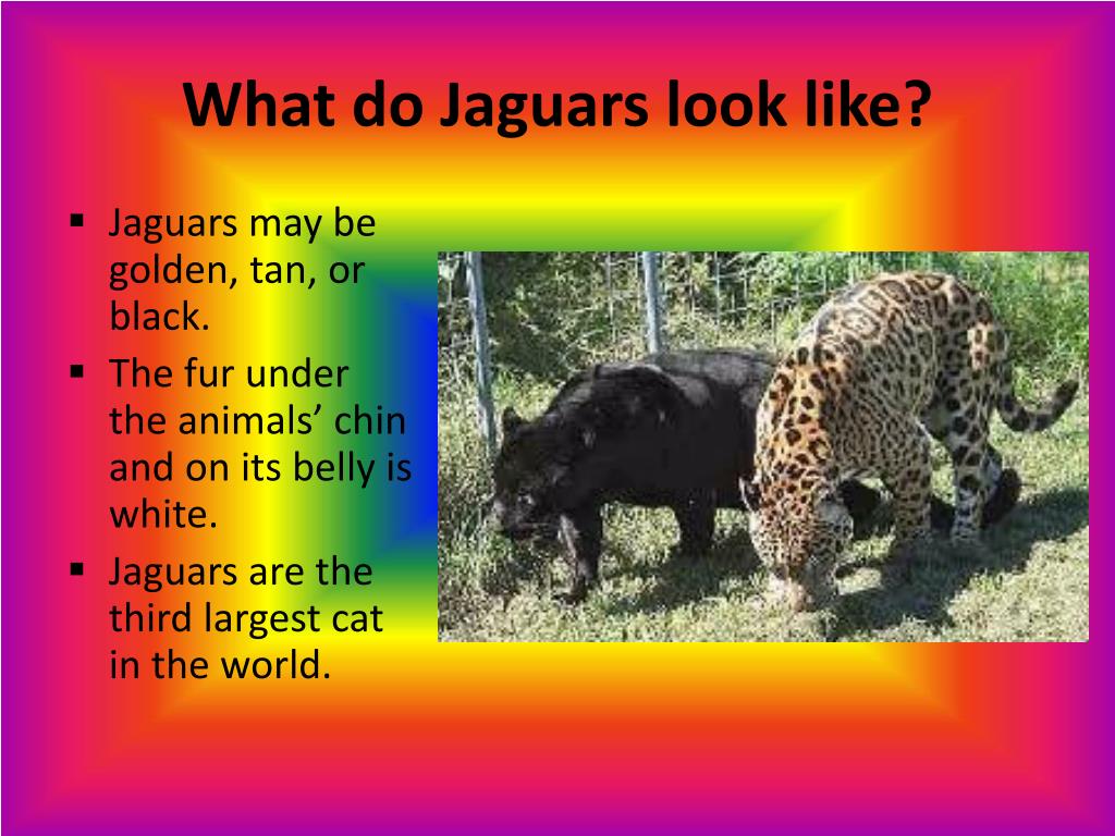 PPT Jaguars PowerPoint Presentation, free download ID4940417