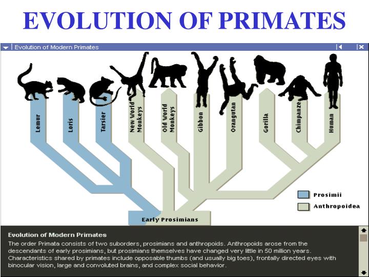 PPT AVES & MAMALIA PowerPoint Presentation ID4956358