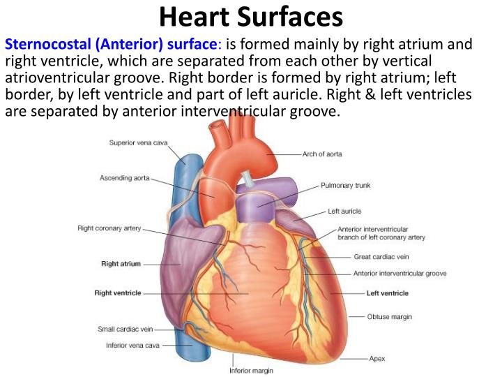 PPT Pericardium & Heart PowerPoint Presentation ID4956744