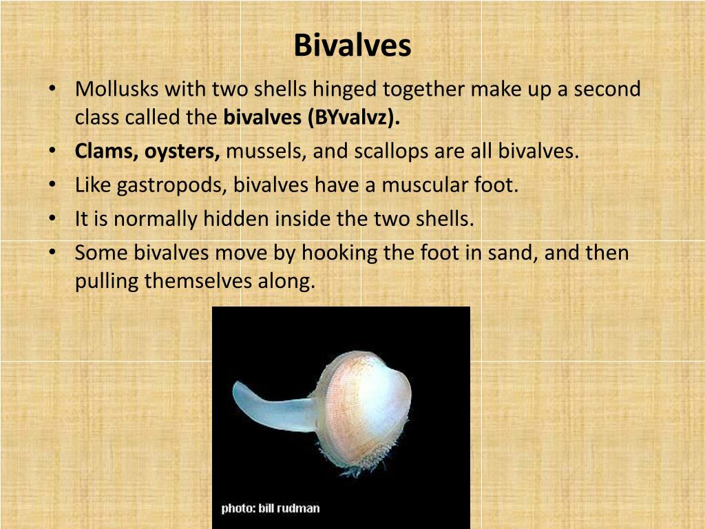 PPT 16.1 Mollusks PowerPoint Presentation, free download ID4956996
