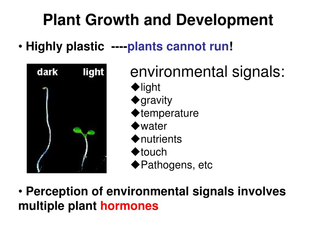 PPT Signal Transduction of Plant Hormone Ethylene PowerPoint