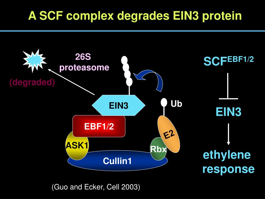 PPT Signal Transduction of Plant Hormone Ethylene PowerPoint Presentation ID4963579