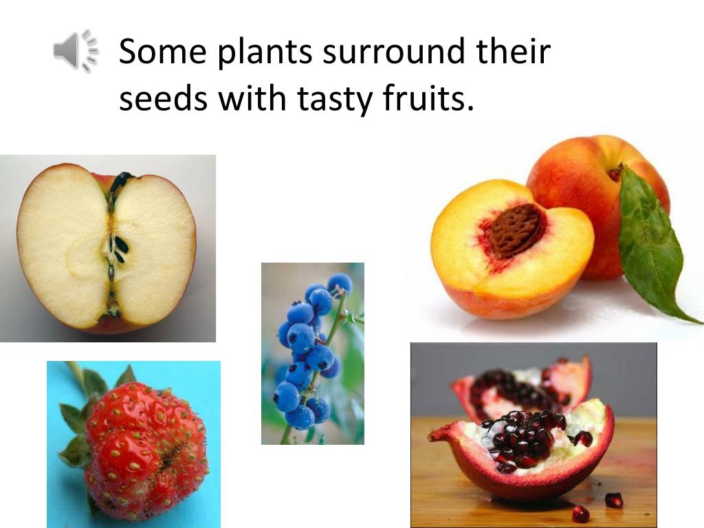 PPT Seed Dispersal PowerPoint Presentation, free download ID4968644