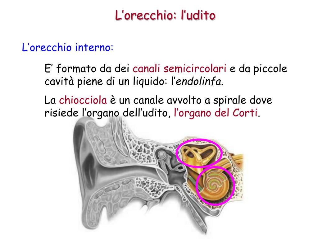 PPT Gli Organi di Senso PowerPoint Presentation, free download ID