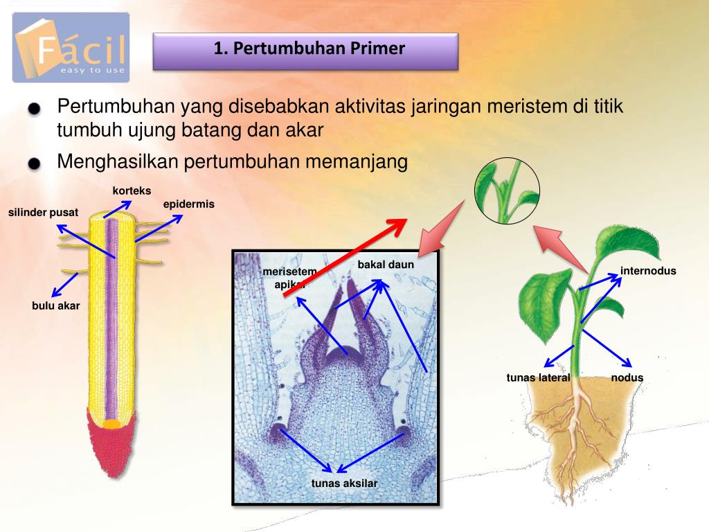 PPT Pertumbuhan dan Perkembangan PowerPoint Presentation, free