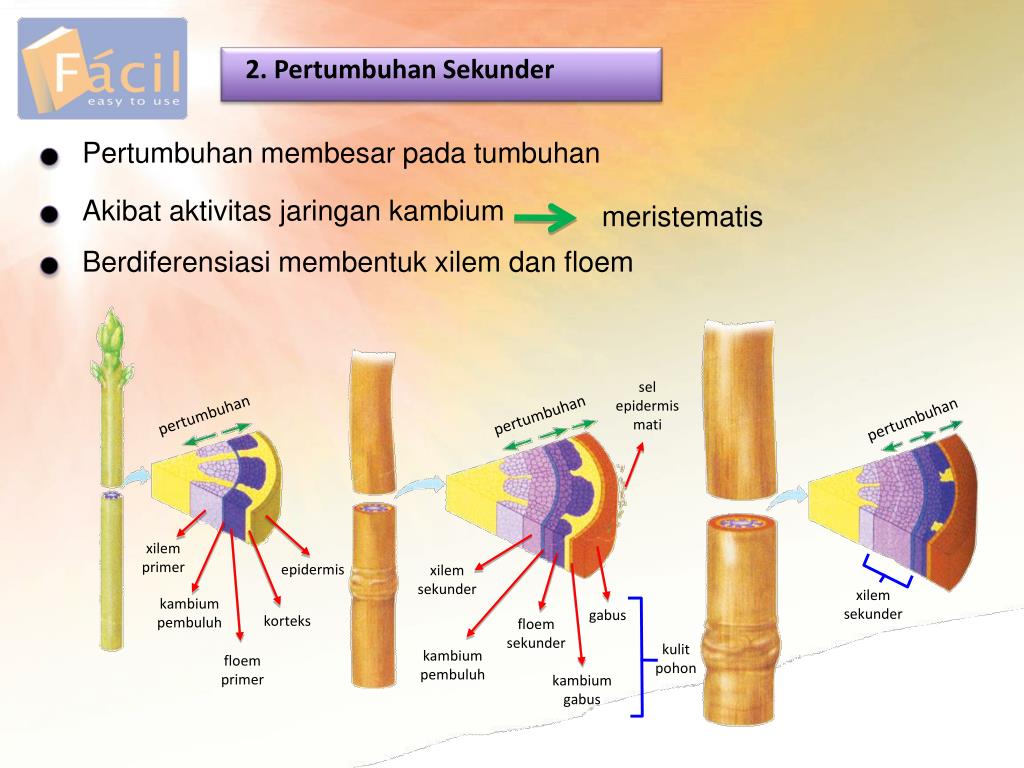 PPT Pertumbuhan dan Perkembangan PowerPoint Presentation, free