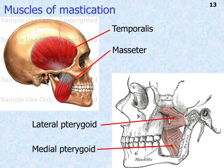 PPT Introduction to Head and Neck Anatomy PowerPoint