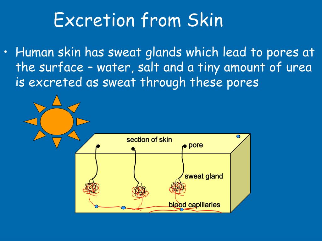 PPT Excretion is one of the characteristics of all living things