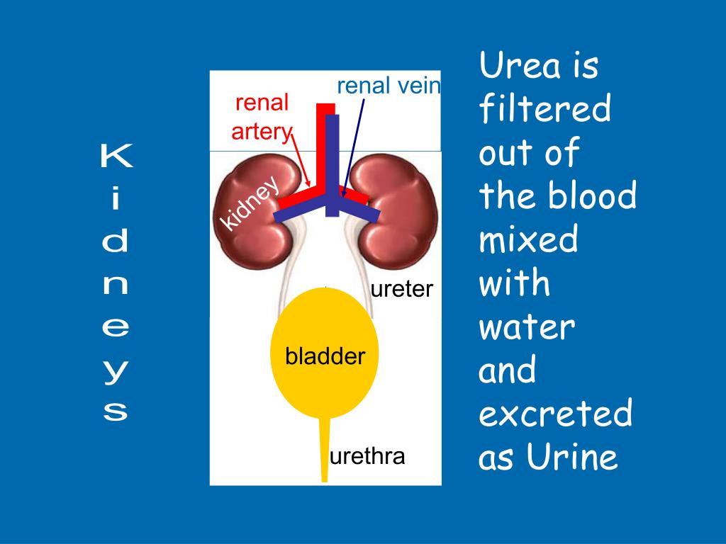 PPT Excretion is one of the characteristics of all living things