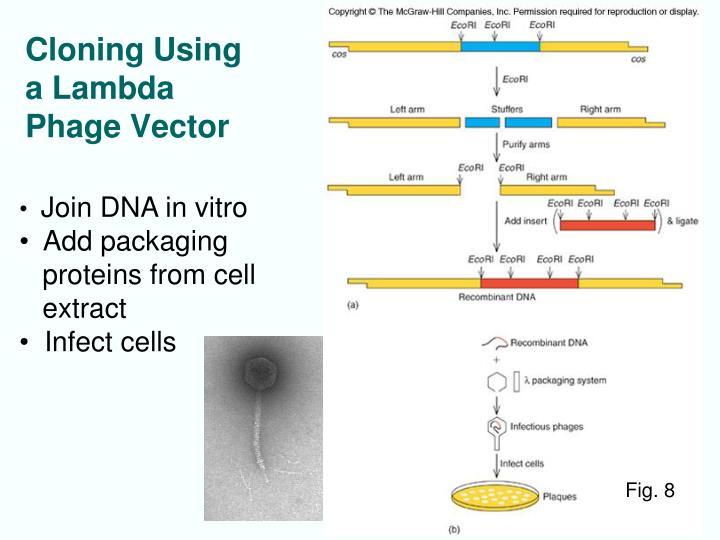 PPT Chapt. 4 Molecular Cloning Methods PowerPoint Presentation ID