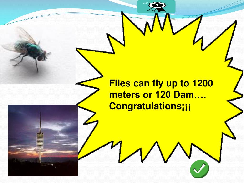 PPT How high can a fly fly? PowerPoint Presentation, free download
