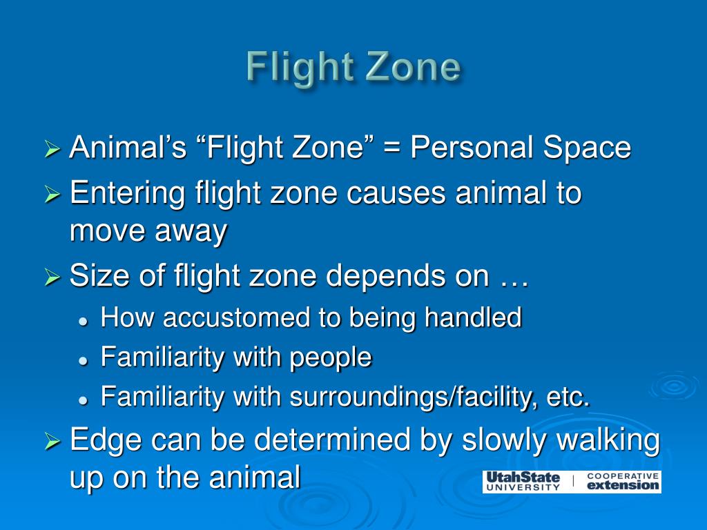 PPT Designing Cattle Facilities for Safe Cattle Handling PowerPoint