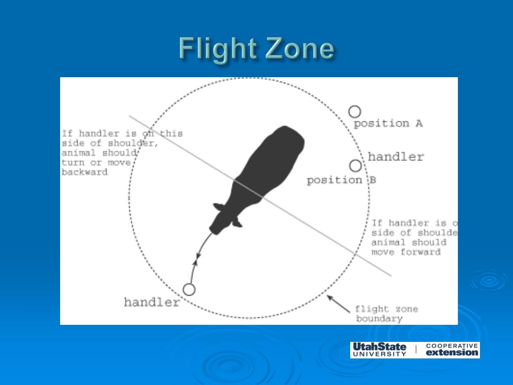 PPT Designing Cattle Facilities for Safe Cattle Handling PowerPoint