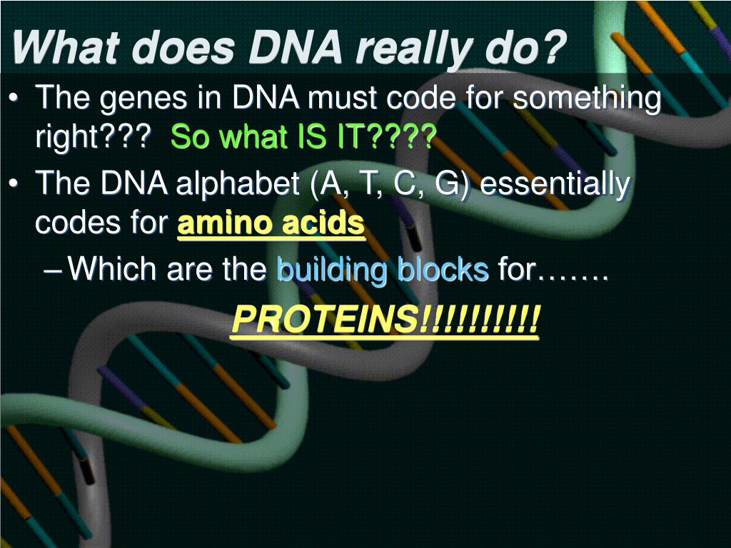 PPT Protein Synthesis PowerPoint Presentation, free download ID5012691