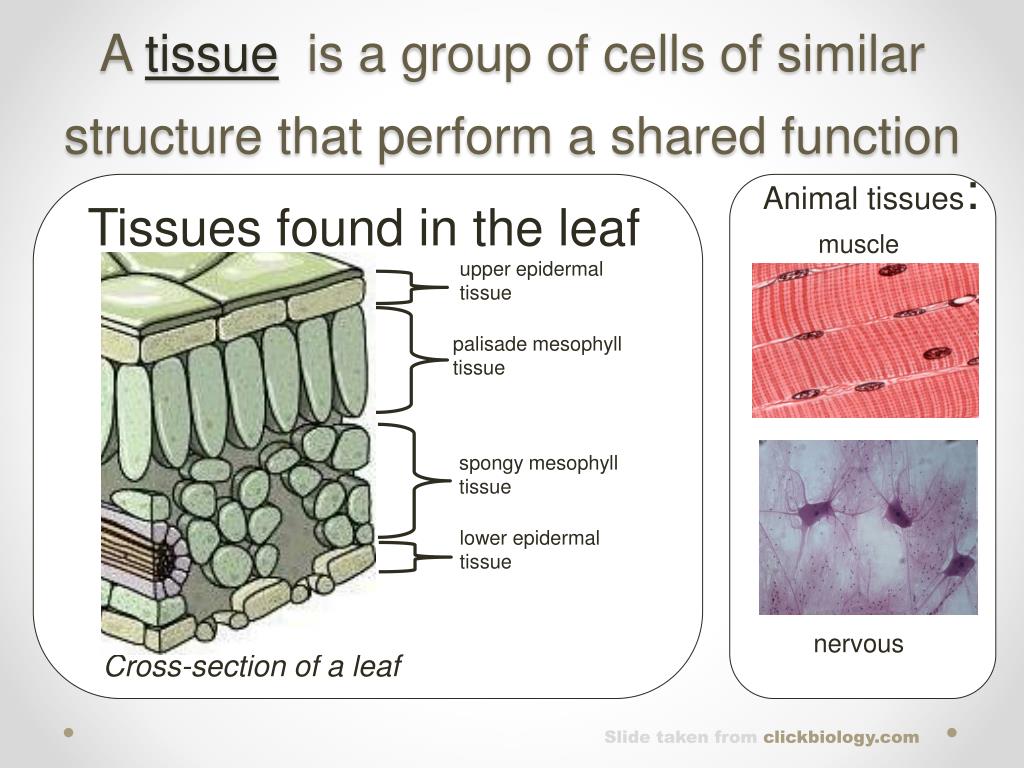 PPT Levels of Organization of Life PowerPoint Presentation, free
