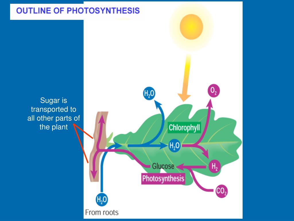 PPT Photosynthesis PowerPoint Presentation, free download ID5016034