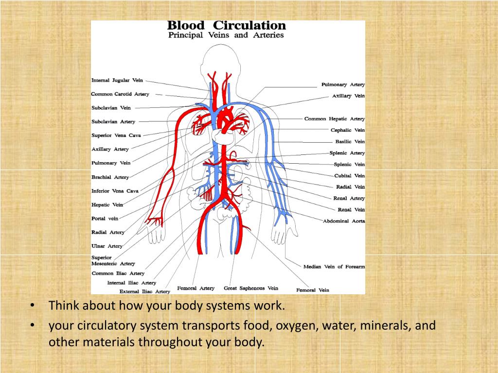 PPT 14.2 Vascular Plant Systems PowerPoint Presentation, free