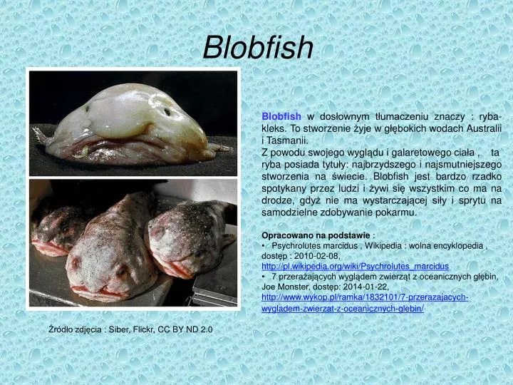 PPT Blobfish PowerPoint Presentation ID5032688(022)