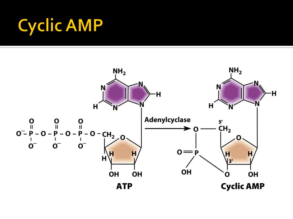 PPT Chapter 19 Regulation of Gene Expression in Prokaryotes and Their