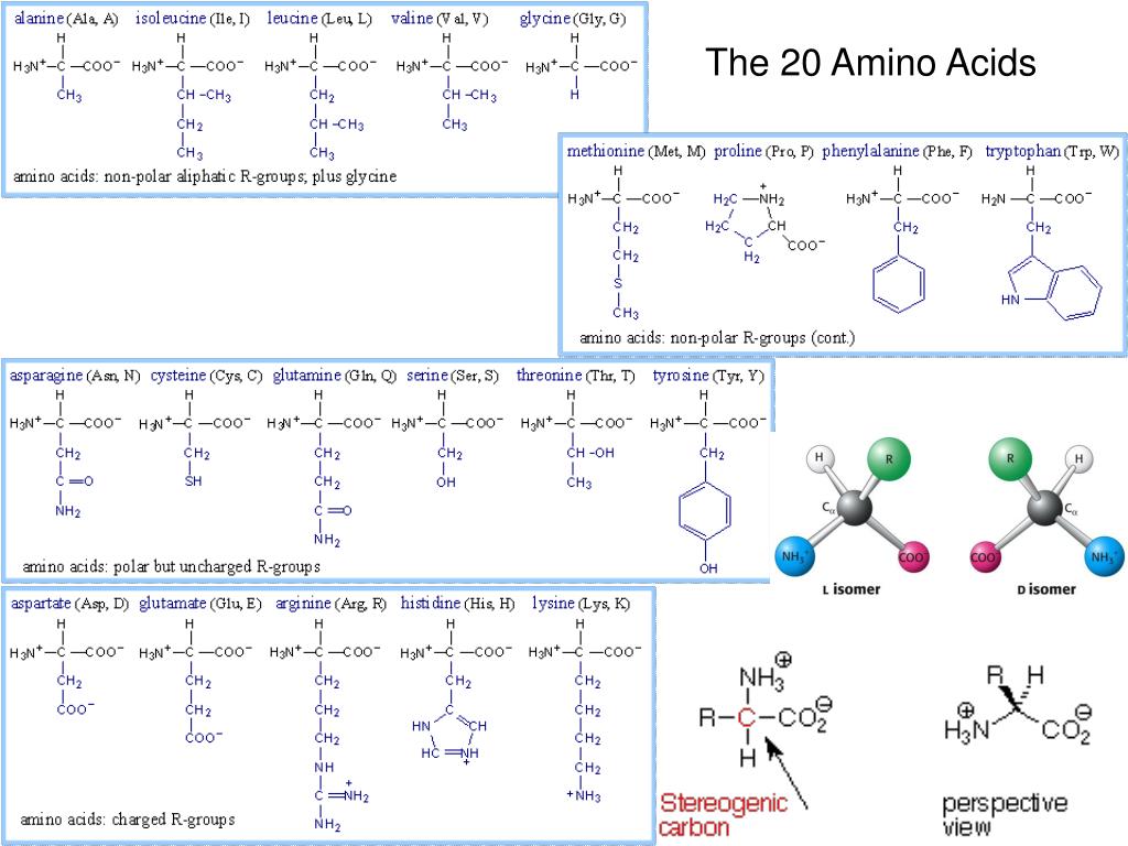 PPT The 20 Amino Acids PowerPoint Presentation, free download ID