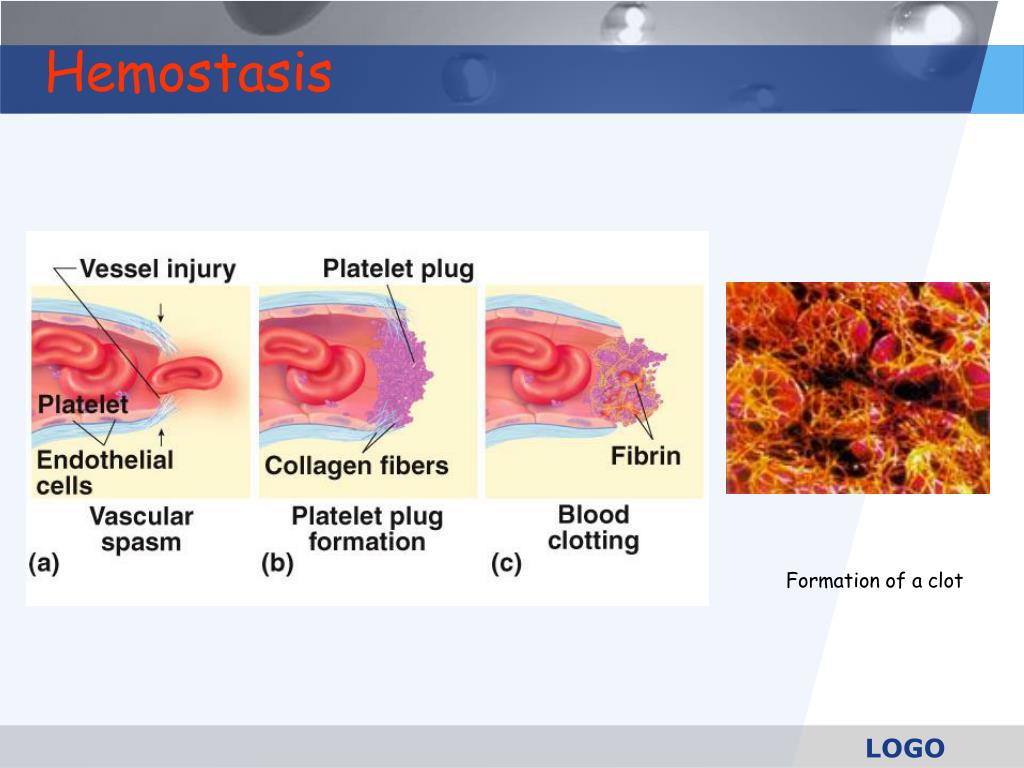 PPT Hemostasis PowerPoint Presentation, free download ID5064848