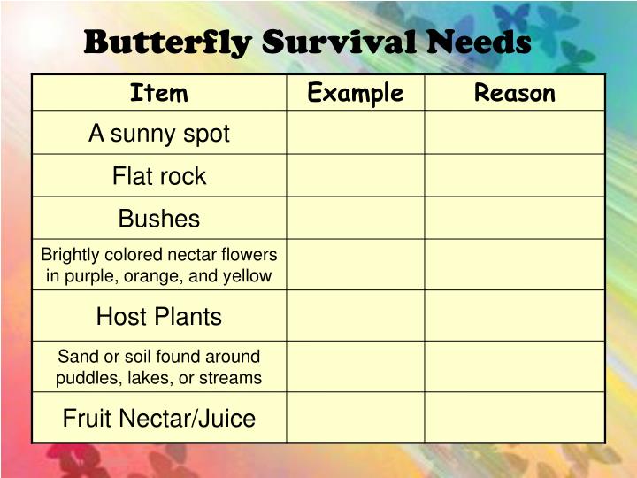 PPT What do butterflies need to survive? PowerPoint Presentation ID