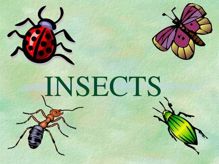 PPT INSECTS PowerPoint Presentation, free download ID5083286