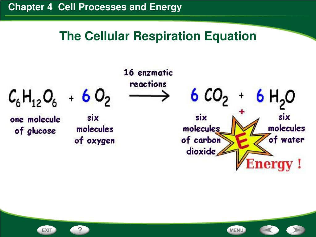 PPT How does the sun supply living things with the PPT How does the sun supply living things with the