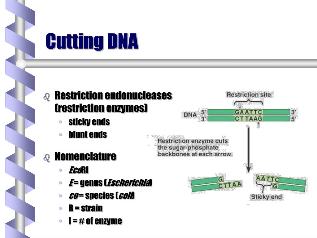 PPT Cutting DNA PowerPoint Presentation, free download ID5088076