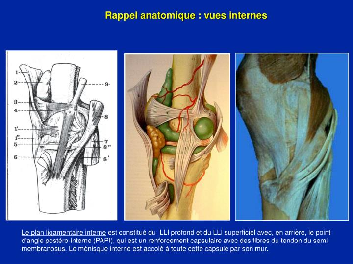 PPT Ligaments du genou Entorses du genou PowerPoint
