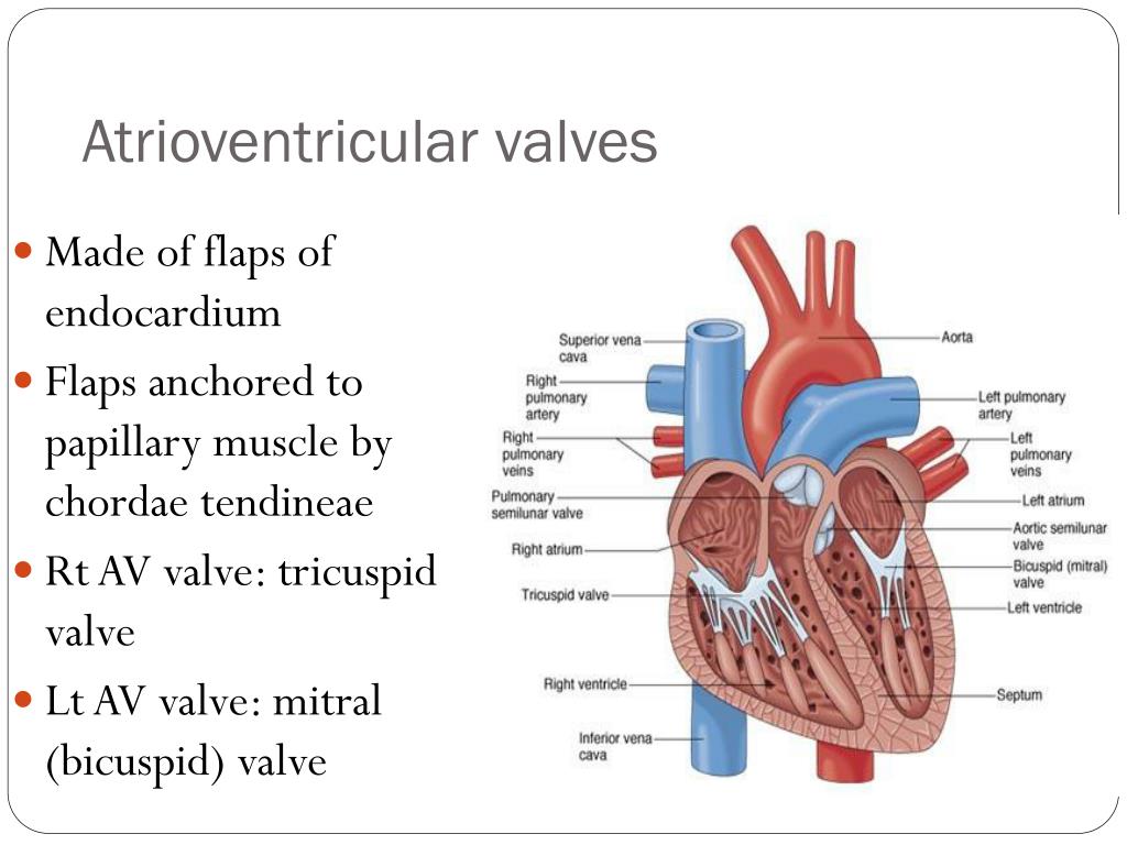 PPT Anatomy of the Cardiovascular System PowerPoint