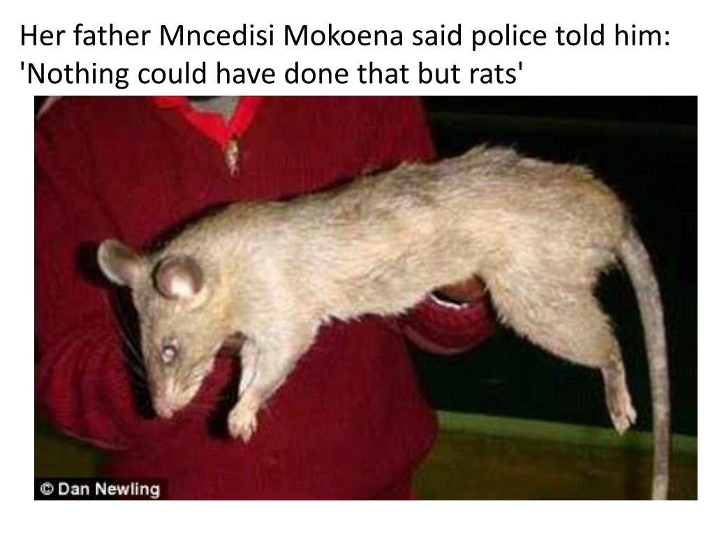 PPT Giant rats eat two babies in South Africa townships in separate