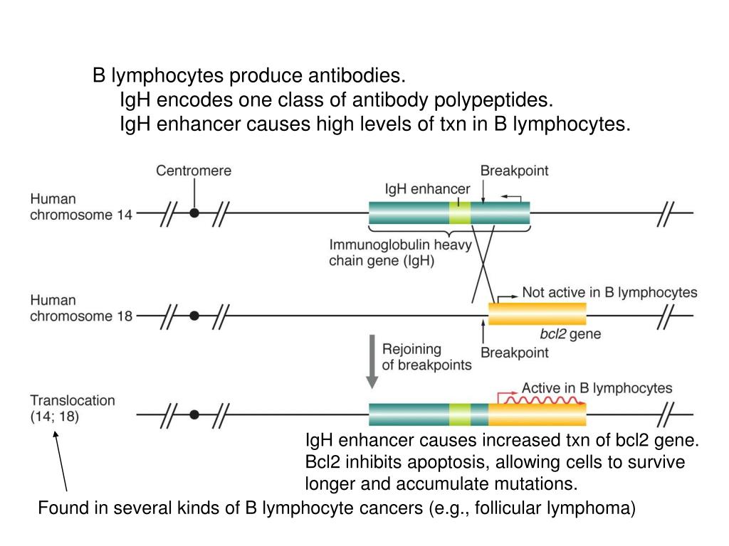 PPT B lymphocytes produce antibodies. IgH encodes one class of