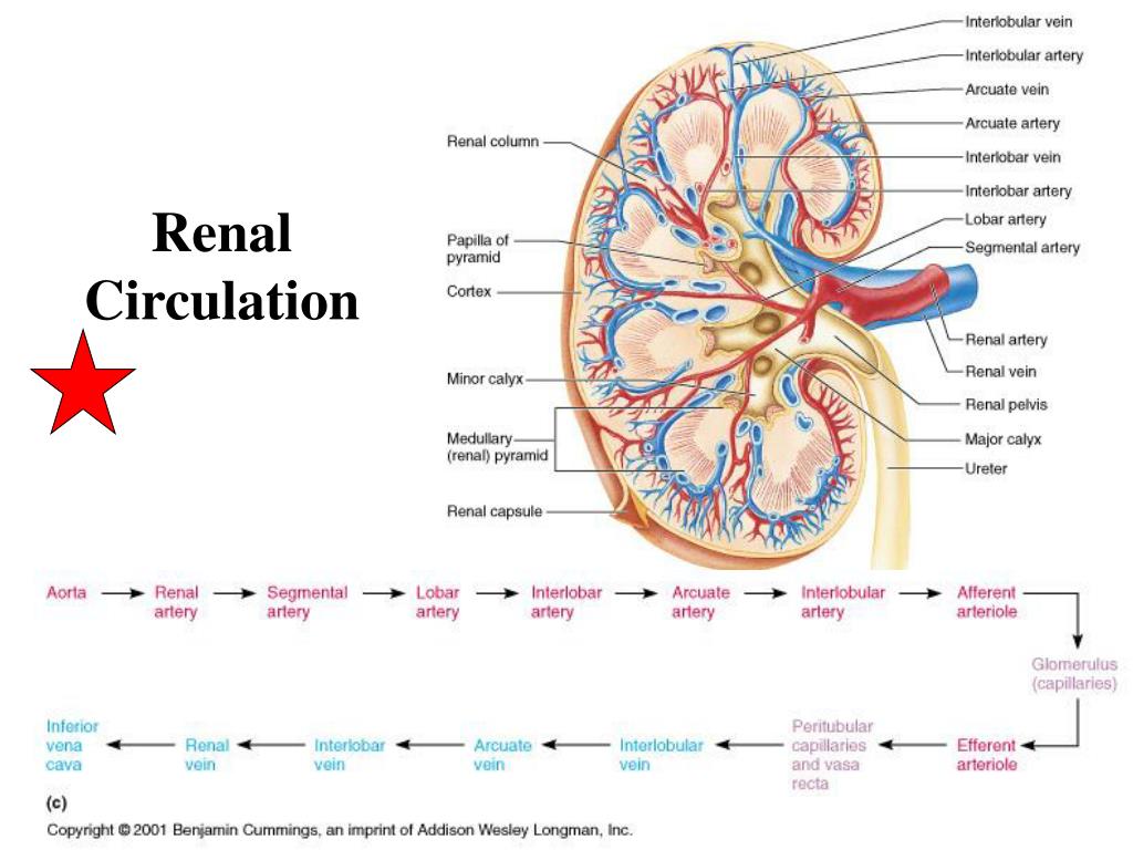 PPT Excretory System PowerPoint Presentation, free download ID5118625