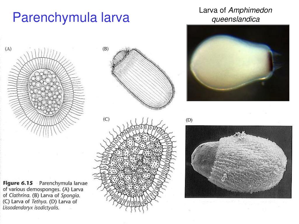 PPT Feeding in Sponges PowerPoint Presentation, free download ID