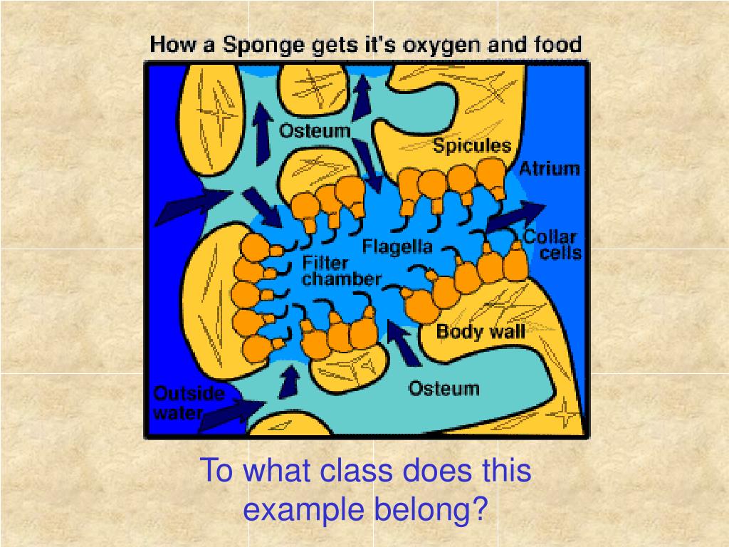 PPT Feeding in Sponges PowerPoint Presentation, free download ID