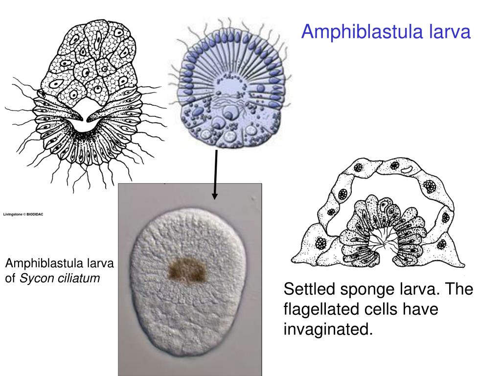 PPT Feeding in Sponges PowerPoint Presentation, free download ID