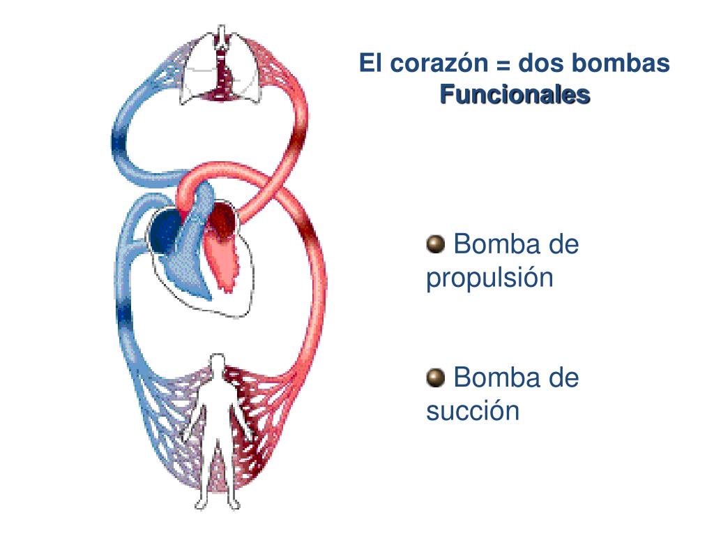 Fisiología Cardíaca Concise Medical Knowledge