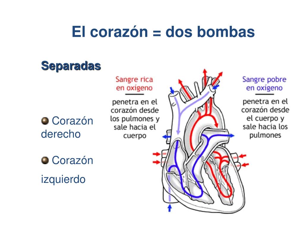 'Fisiología de la Succión Cardíaca': el descubrimiento del.