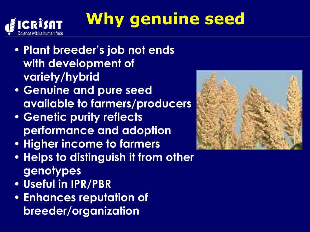 PPT Seed classes, seed Production and purity tests in By IDK