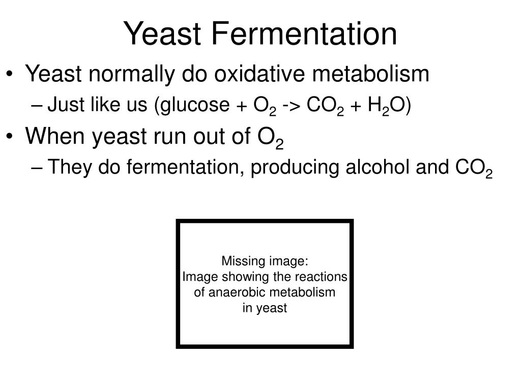PPT Fermentation and respiration lab PowerPoint Presentation, free