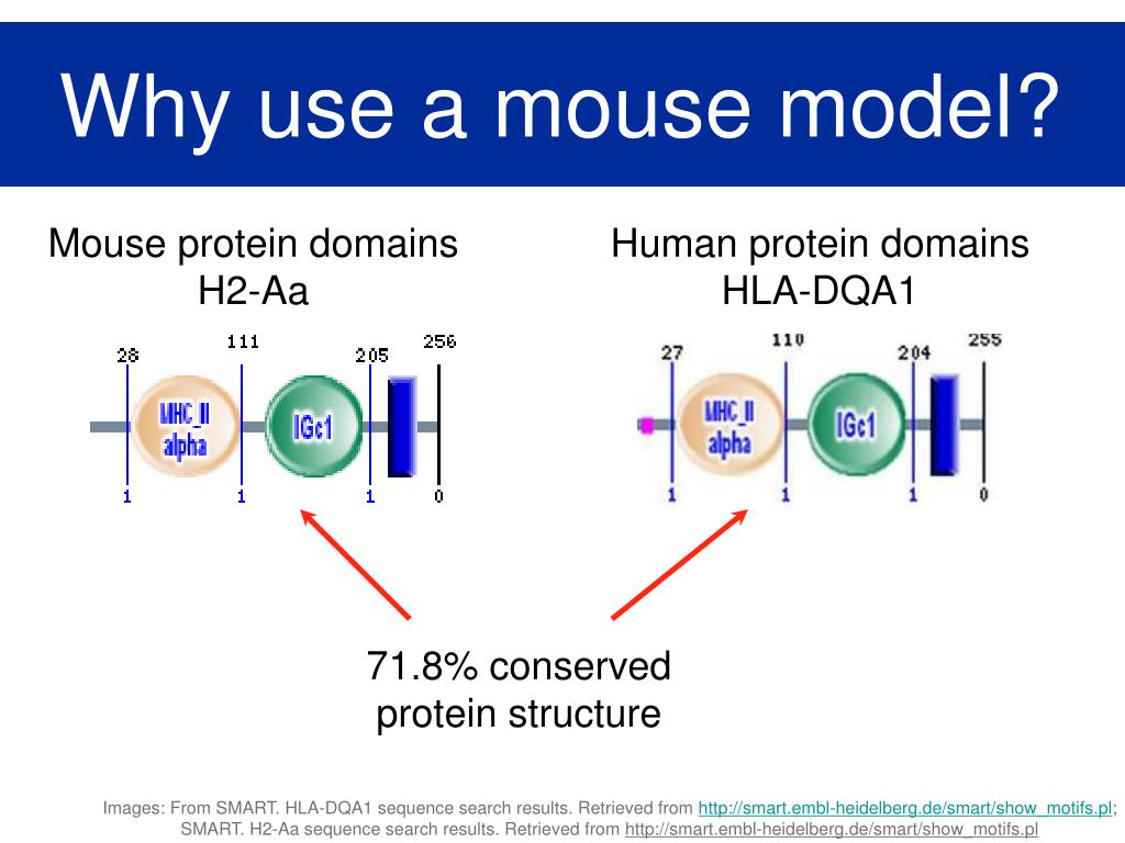PPT HLADQA1 and Celiac Disease PowerPoint Presentation, free download ID5125955