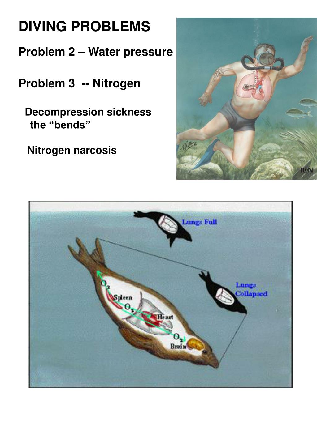 PPT Temperature regulation and metabolism PowerPoint Presentation